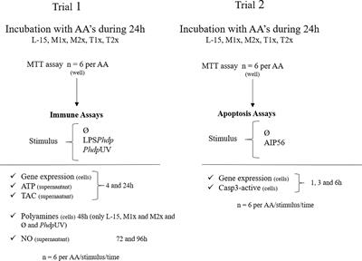 Methionine and Tryptophan Play Different Modulatory Roles in the European Seabass (Dicentrarchus labrax) Innate Immune Response and Apoptosis Signaling—An In Vitro Study